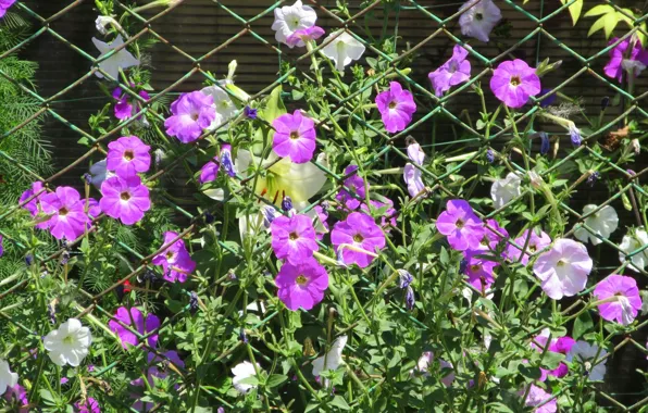 Flowers, mesh, petunias, Meduzanol ©, summer 2018