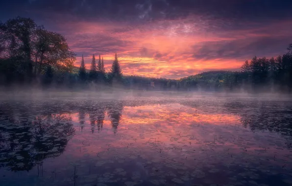 Forest, fog, lake, reflection, sunrise, dawn, morning, Canada