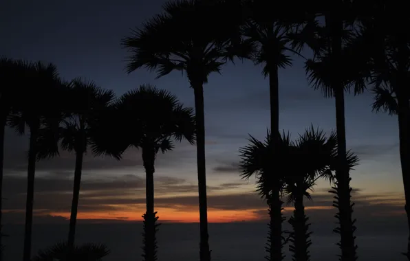 Wallpaper the sky, trees, sunset, palm trees, Palma for mobile and ...
