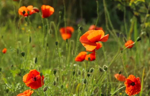 Red, flower, poppy