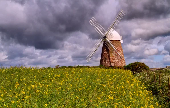 Field, the sky, clouds, flowers, clouds, nature, rape, windmill