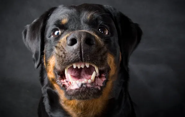 Picture Dog, Rottweiler, Grin, Rottweiler