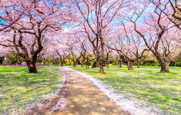 Park, spring, Sakura, Asia, flowering