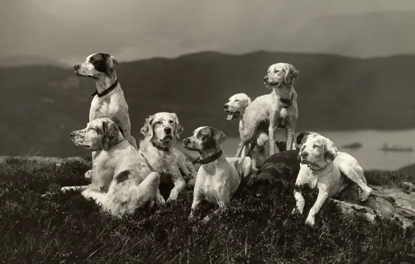 Dogs, landscape, stay