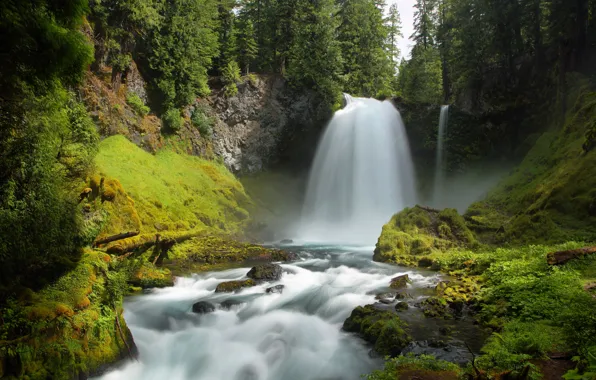 Forest, trees, stream, stones, waterfall, moss, USA, Oregon