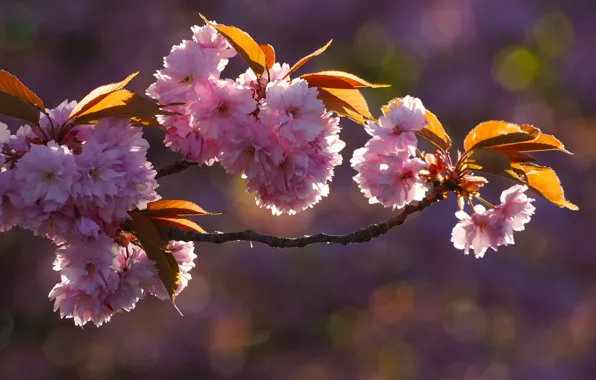 Leaves, light, flowers, branches, spring, pink, flowering, almonds