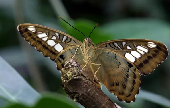 Nature, butterfly, wings, legs, branch, moth