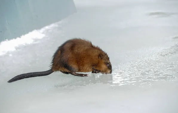Nature, ice, rat
