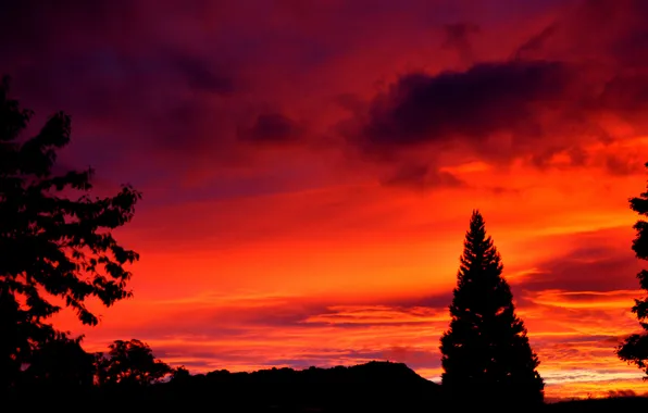 The sky, clouds, trees, silhouette, glow