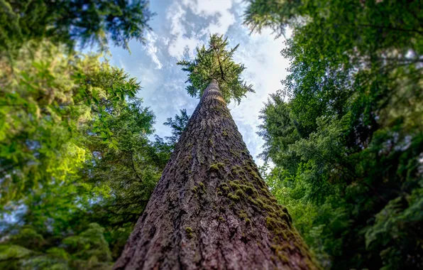 Picture forest, tree, Washington, USA, Quinault