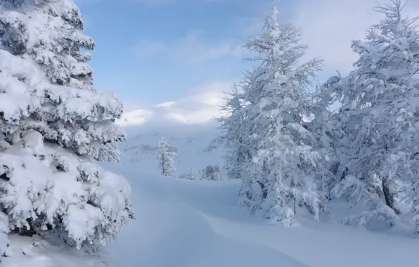 Picture winter, snow, trees, Canada, the snow, Albert, Banff National Park, Alberta