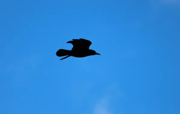 Picture sky, crow, flight