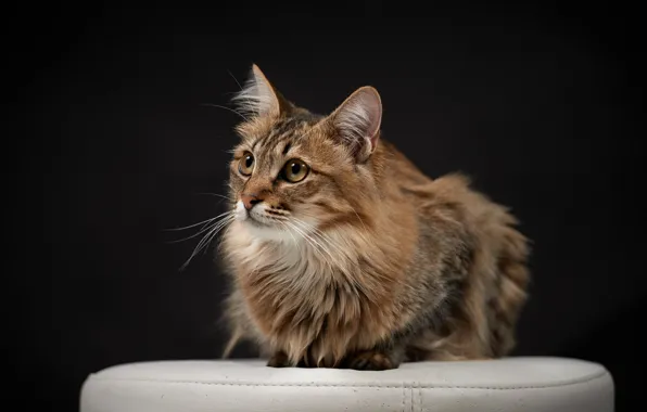Cat, look, background