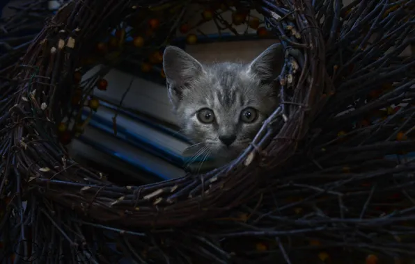 Look, kitty, wreath