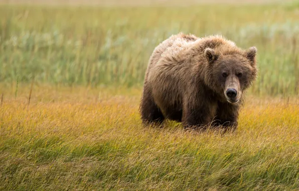Picture field, summer, grass, look, face, nature, pose, background