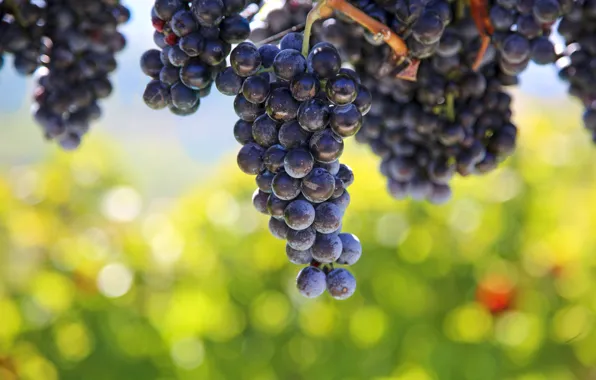 Leaves, nature, Bush, grapes, ripe, grapey
