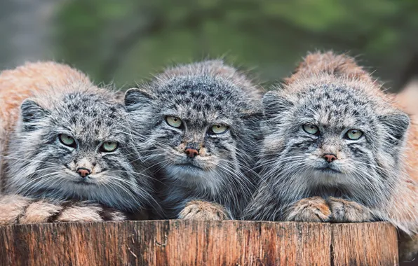Look, cats, stump, portrait, three, wild cats, trio, muzzle