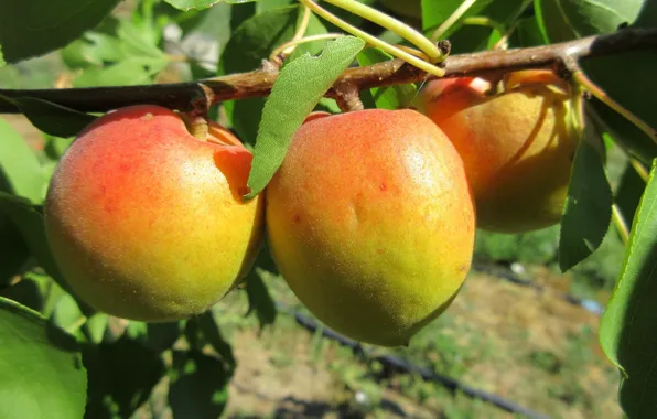 Fruit, apricots, Meduzanol ©, summer 2018