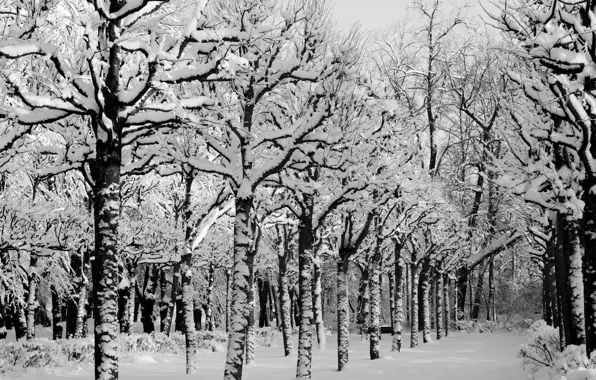 Picture winter, snow, trees, Park, Nature, frost, track, alley