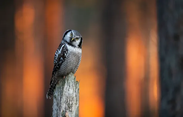 Forest, look, light, trees, sunset, nature, owl, bird