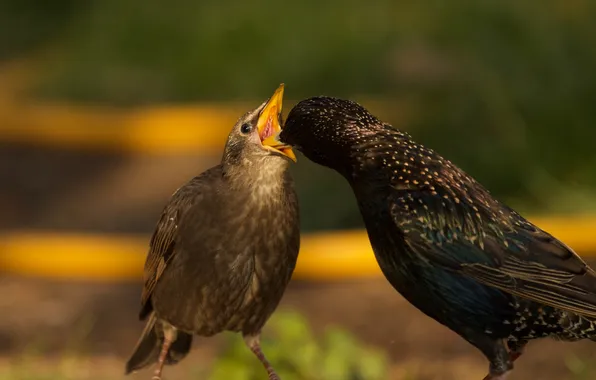 Picture animals, birds, feeding