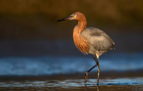 Water, nature, bird, Heron, bokeh, Reddish Egret