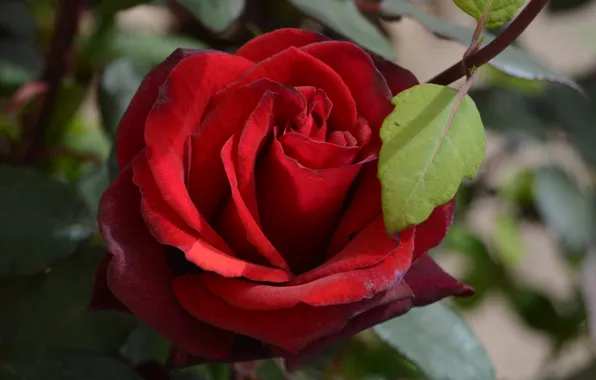 Picture leaves, macro, flowers, red, roses, buds, scarlet