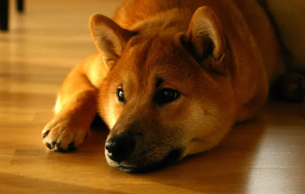 Face, lies, Shiba inu