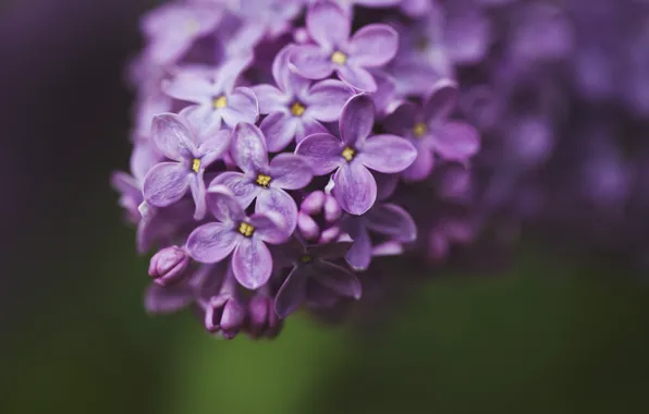 Macro, flowers, green, background, branch, petals, purple, Lilac