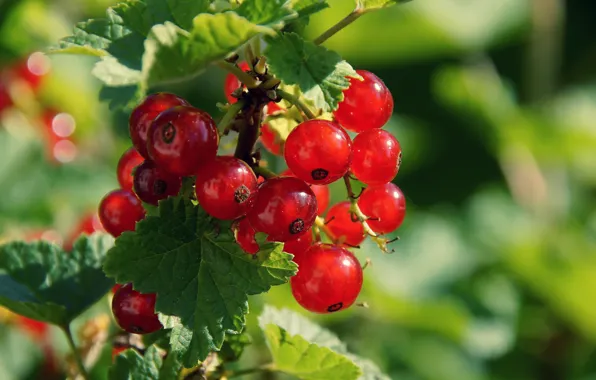 Picture leaves, berries, Bush, currants