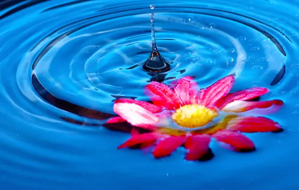Picture flower, water, splash, petals