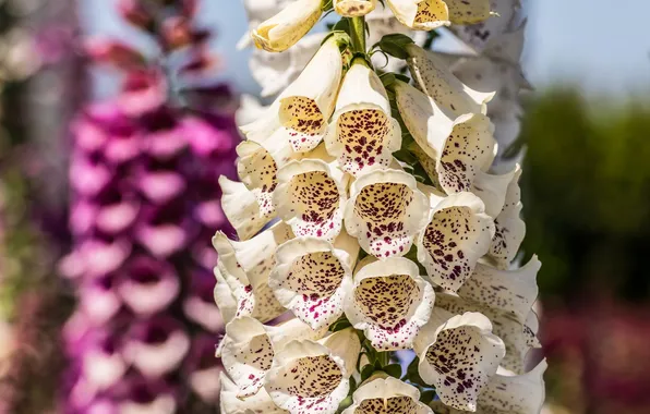 Summer, macro, flowers, nature