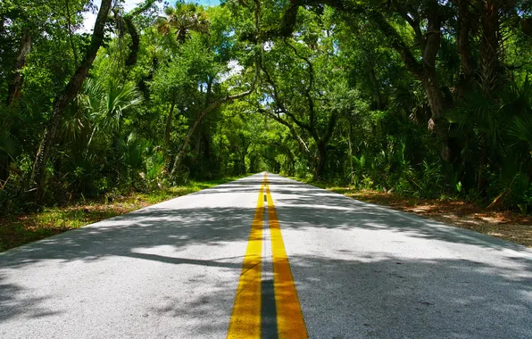 Road, greens, summer, leaves, trees, nature, the way, markup