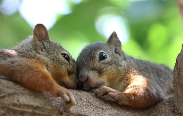 Background, eyes, muzzle, proteins