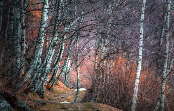 Picture road, forest, birch