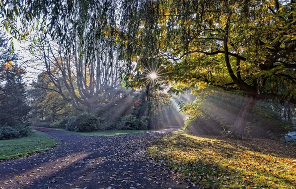 Picture forest, trees, track, the rays of the sun, Holland