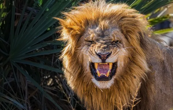 Lion, teeth, growl