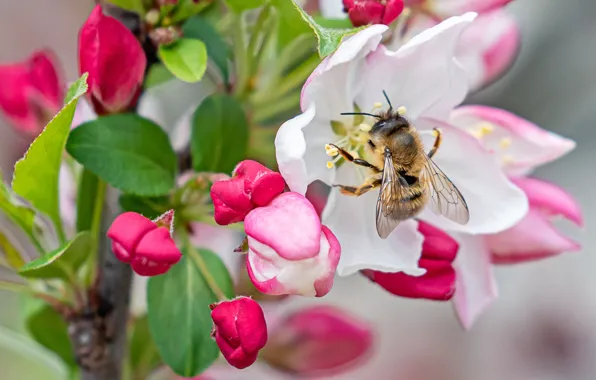 Macro, flowers, bee, branch, spring, Apple, flowering, Apple blossoms