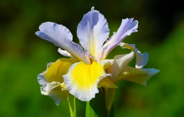 Macro, petals, iris, iris