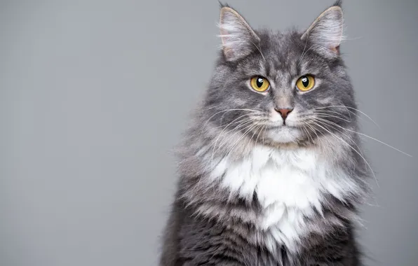 Cat, cat, look, grey, background, portrait, face, Maine Coon