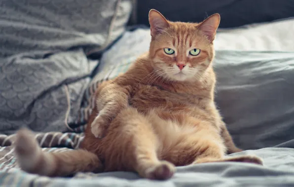 Cat, cat, look, face, pose, background, linen, bed