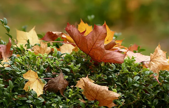 Autumn, leaves, shrub, bokeh
