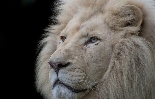 White, Leo, king, mane
