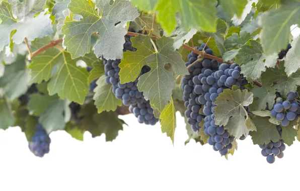 Picture leaves, nature, grapes, bunch, vineyard, shrub, blue grape