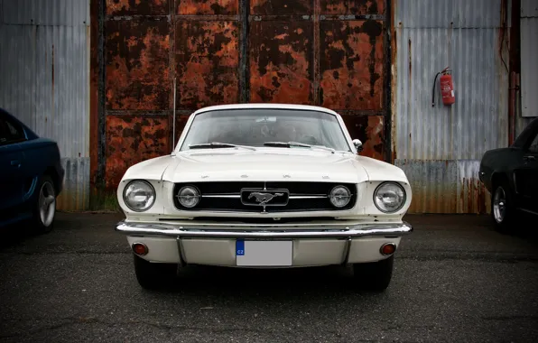 White, gate, Mustang