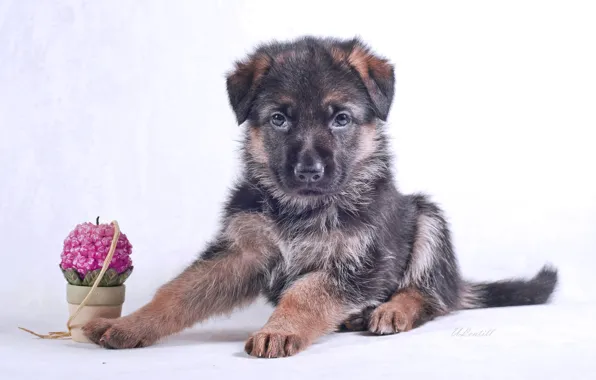 Candles, puppy, breed, German shepherd