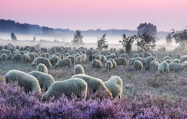 Field, forest, the sky, trees, flowers, nature, fog, dawn