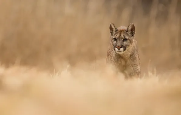 Grass, nature, animal, predator, Puma