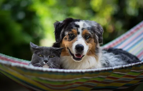 Cat, stay, dog, friendship, hammock, Aussie