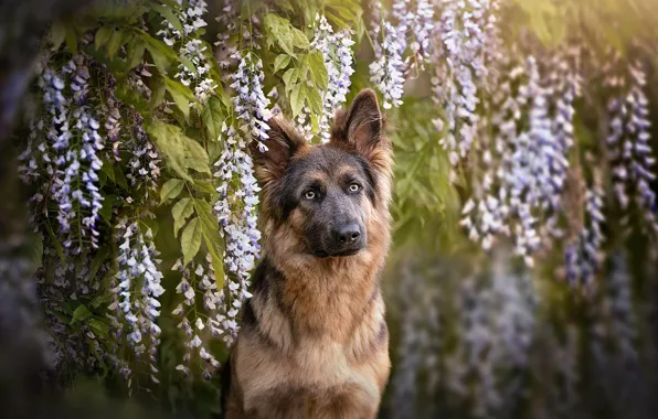 Look, flowers, nature, pose, portrait, dog, face, sitting